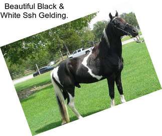 Beautiful Black & White Ssh Gelding.