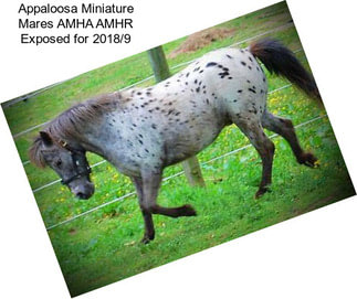 Appaloosa Miniature Mares AMHA AMHR Exposed for 2018/9