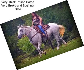Very Thick Prison Horse Very Broke and Beginner Safe