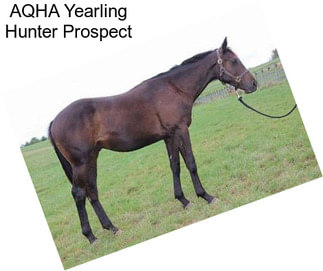AQHA Yearling Hunter Prospect