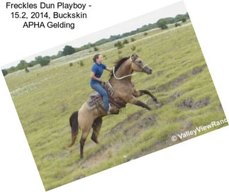 Freckles Dun Playboy - 15.2, 2014, Buckskin APHA Gelding