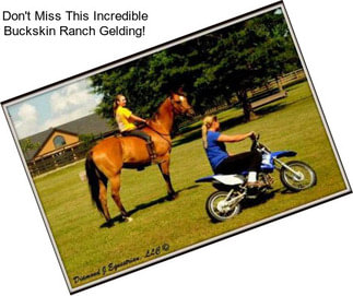 Don\'t Miss This Incredible Buckskin Ranch Gelding!