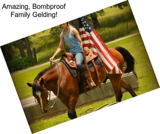 Amazing, Bombproof Family Gelding!