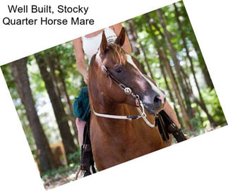 Well Built, Stocky Quarter Horse Mare