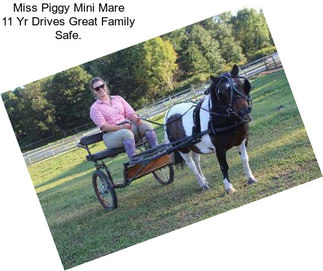 Miss Piggy Mini Mare 11 Yr Drives Great Family Safe.