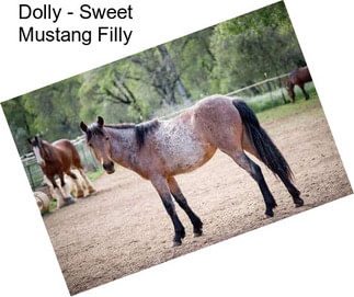 Dolly - Sweet Mustang Filly