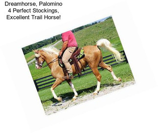 Dreamhorse, Palomino 4 Perfect Stockings, Excellent Trail Horse!