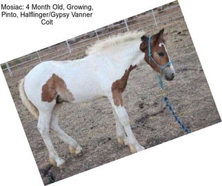 Mosiac: 4 Month Old, Growing, Pinto, Halflinger/Gypsy Vanner Colt
