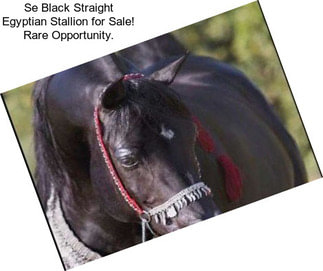Se Black Straight Egyptian Stallion for Sale! Rare Opportunity.