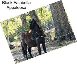 Black Falabella Appaloosa