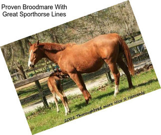 Proven Broodmare With Great Sporthorse Lines