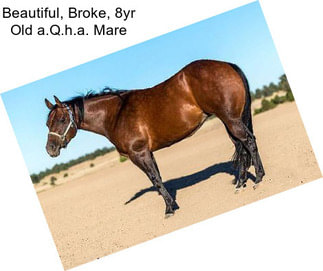 Beautiful, Broke, 8yr Old a.Q.h.a. Mare