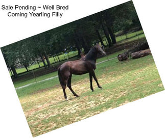 Sale Pending ~ Well Bred Coming Yearling Filly