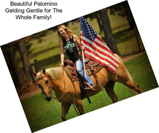 Beautiful Palomino Gelding Gentle for The Whole Family!