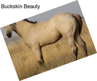 Buckskin Beauty