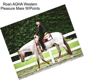 Roan AQHA Western Pleasure Mare W/Points