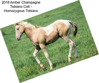 2018 Amber Champagne Tobiano Colt - Homozygous Tobiano