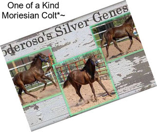 One of a Kind Moriesian Colt*~