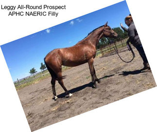 Leggy All-Round Prospect APHC NAERIC Filly