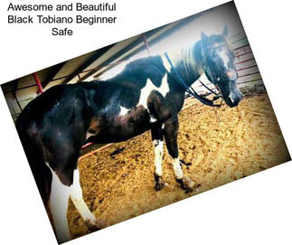 Awesome and Beautiful Black Tobiano Beginner Safe