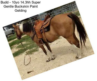 Budd - 10yo 14.3hh Super Gentle Buckskin Paint Gelding