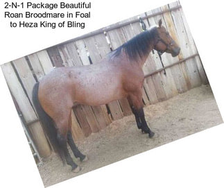 2-N-1 Package Beautiful Roan Broodmare in Foal to Heza King of Bling