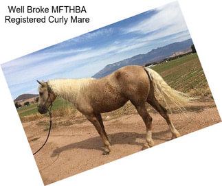 Well Broke MFTHBA Registered Curly Mare