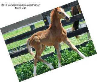 2018 Londontime/Contucci/Feiner Stern Colt