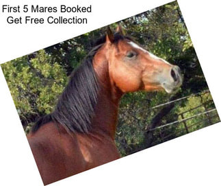 First 5 Mares Booked Get Free Collection