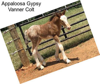 Appaloosa Gypsy Vanner Colt