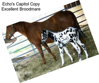 Echo\'s Capitol Copy Excellent Broodmare