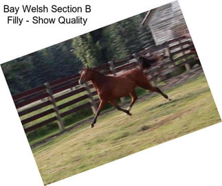 Bay Welsh Section B Filly - Show Quality