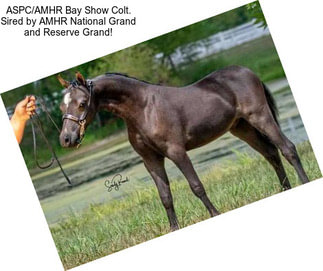 ASPC/AMHR Bay Show Colt. Sired by AMHR National Grand and Reserve Grand!