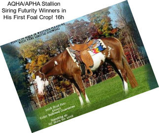 AQHA/APHA Stallion Siring Futurity Winners in His First Foal Crop! 16h