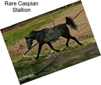 Rare Caspian Stallion