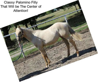 Classy Palomino Filly That Will be The Center of Attention!