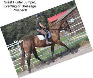 Great Hunter Jumper, Eventing or Dressage Prospect!