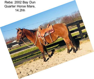 Reba: 2002 Bay Dun Quarter Horse Mare, 14.2hh