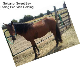 Soldano- Sweet Bay Riding Peruvian Gelding