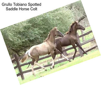 Grullo Tobiano Spotted Saddle Horse Colt