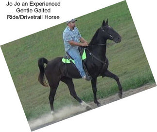 Jo Jo an Experienced Gentle Gaited Ride/Drivetrail Horse