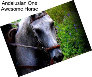 Andalusian One Awesome Horse