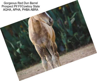 Gorgeous Red Dun Barrel Prospect Pif Ff/Cowboy State AQHA, APHA, PHBA ABRA