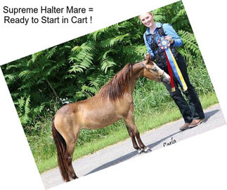 Supreme Halter Mare = Ready to Start in Cart !