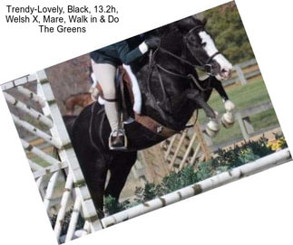 Trendy-Lovely, Black, 13.2h, Welsh X, Mare, Walk in & Do The Greens