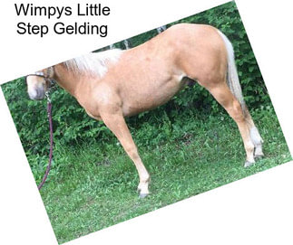 Wimpys Little Step Gelding