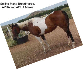 Selling Many Broodmares, APHA and AQHA Mares