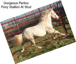 Gorgeous Perlino Pony Stallion At Stud