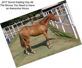 2017 Sorrel Gelding Has All The Moves You Need to Have an Awesome Horse
