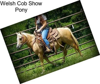 Welsh Cob Show Pony